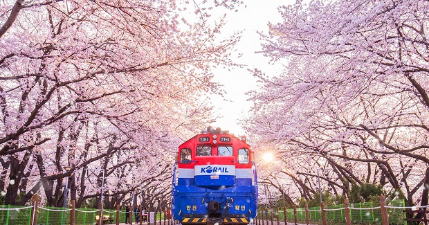 lễ hội hoa anh đào Jinhae du lich han quoc mua hoa anh dao