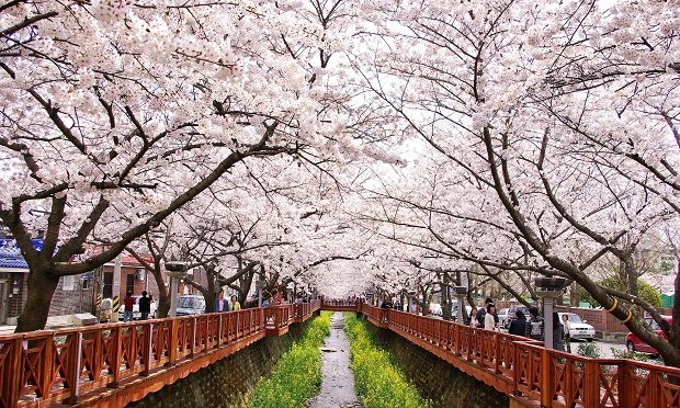 hoa anh đào Jinhae du lich han quoc mua hoa anh dao