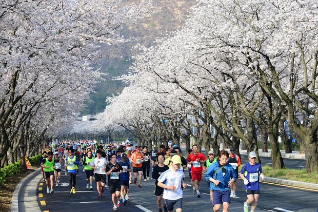 lễ hội hoa anh đào marathon du lich han quoc mua hoa anh dao