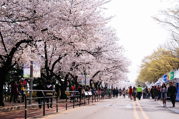 Lễ hội hoa anh đào Yeongdeungpo du lich han quoc mua hoa anh dao