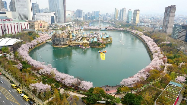 hoa anh đào hồ Seokchon du lich han quoc mua hoa anh dao