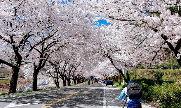 hoa anh đào Gyeongpodae du lich han quoc mua hoa anh dao